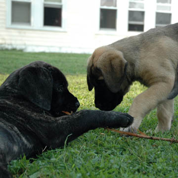 7 weeks old, pictured with Jazz (Fawn/Apricot Male) at 8 weeks old