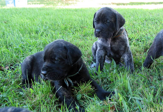 3 weeks old, pictured with Winston (Brindle Male) toward the front