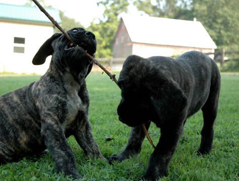7 weeks old, pictured with Miller (Brindle Male) on the left