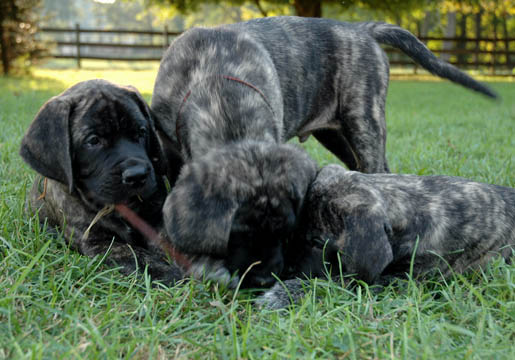 7 weeks old - pictured left to right: Bogie (Brindle Male), Goober (Brindle Male), Brindle Female (pink/tan)