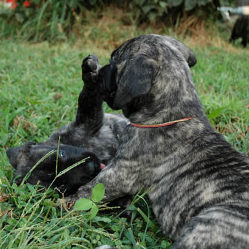5 weeks old, pictured with Lady Nala (Brindle Female) laying down
