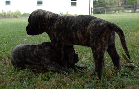 4 weeks old, pictured with Lady Nala (Brindle Female) laying down
