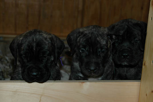 4 weeks old, pictured with Sprinkles (Brindle Female) on the left and Bogie (Brindle Male) on the right