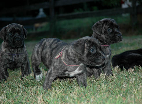 4 weeks old, pictured with Bella (Brindle Female) in the middle and Lady Nala (Brindle Female) on the right