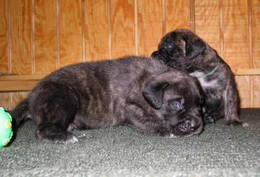 2 weeks old, pictured with Miller (Brindle Male) in the back