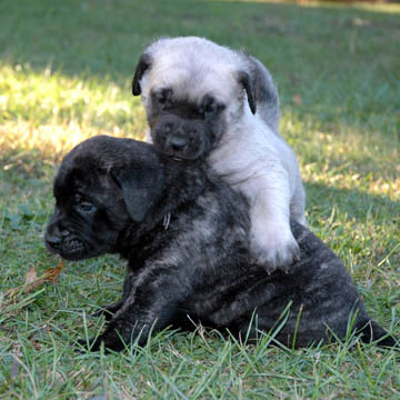 4 weeks old - pictured with Eleanor (Brindle Female)