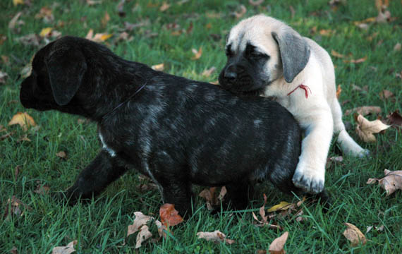 6 weeks old - pictured with Eleanor (Brindle Female)