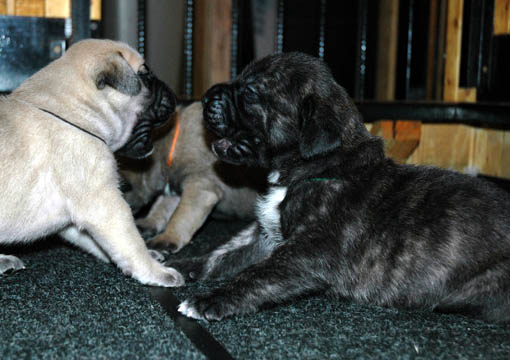 2 weeks old - pictured with Gunner (Fawn Male)