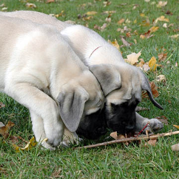 9 weeks old - Pictured with Gunner (Fawn Male) toward the front