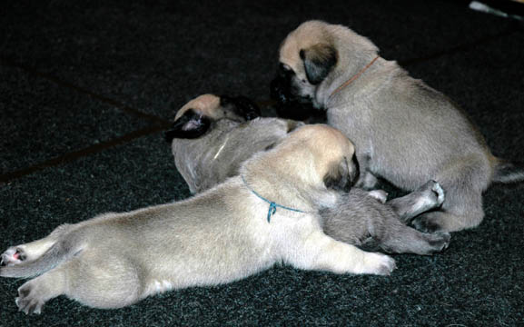 2 weeks old - pictured left to right: Riley, Oso, Max