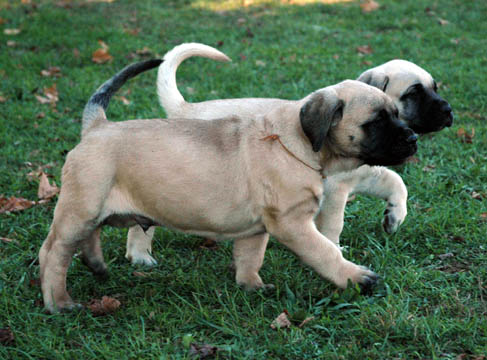 6 weeks old - pictured with Gunner (Fawn Male) in the back