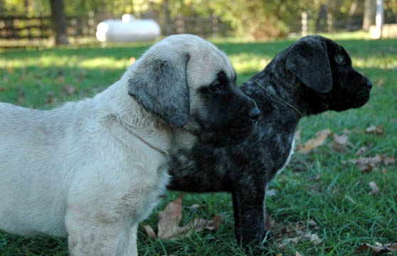 6 weeks old - pictured with Guin (Brindle Female)