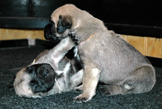 2 weeks old - pictured with Otis (Fawn Male) on the right