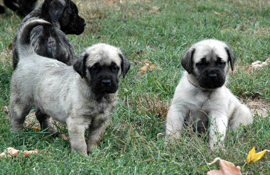 5 weeks old - pictured with Flynn (Fawn Female) on the right