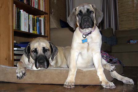 Flynn at 3 months old and Cooper at 3 years old