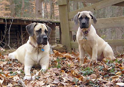 Flynn at 3 months old and Cooper at 3 years old