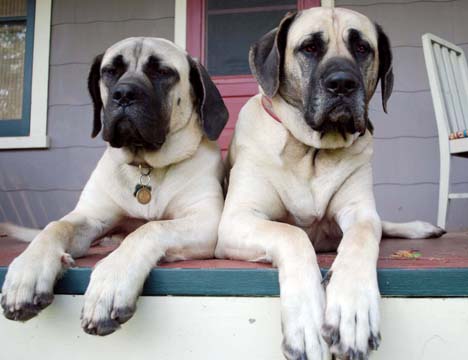 Flynn on the left at 8 months old with her big sister Cooper at 3 years old