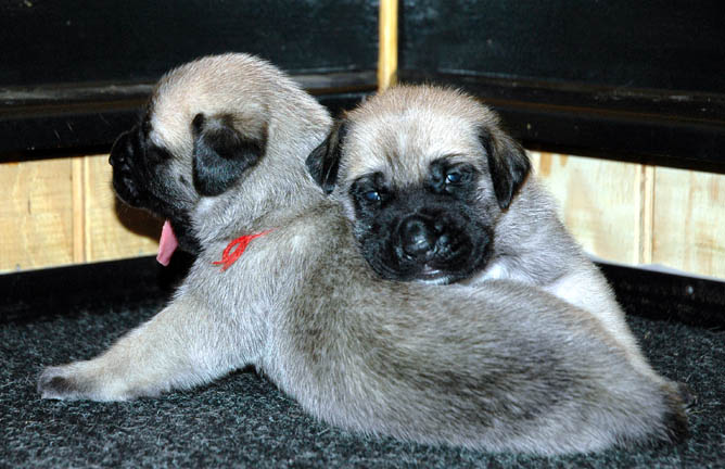 2 weeks old - pictured with Max (Fawn Male) on the right