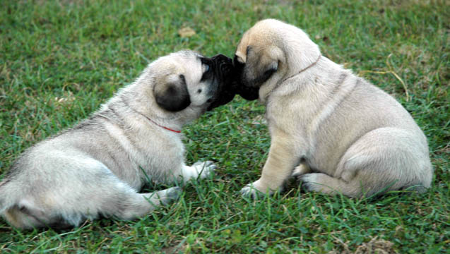 4 weeks old - pictured with Max (Fawn Male) on the right