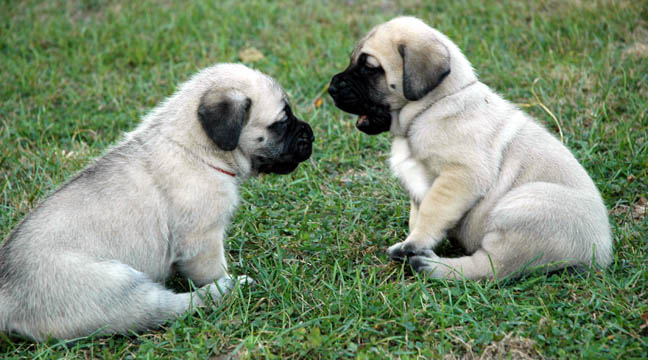 4 weeks old - pictured with Flynn (Fawn Female) on the left