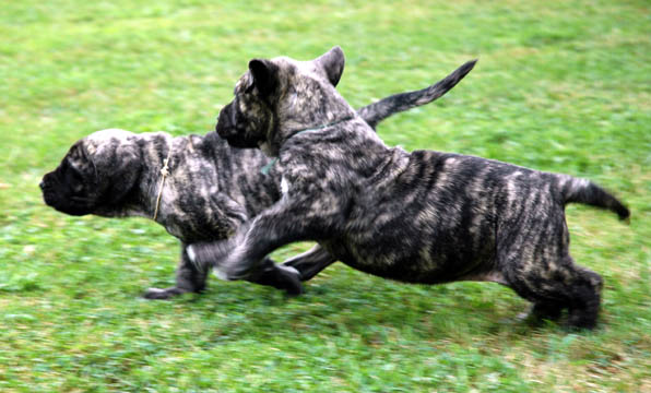 5 weeks old, pictured with Bailey (Brindle Female)