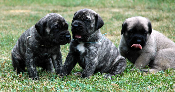 3 weeks old - pictured with Apollo (Brindle Male) and Bailey (Brindle Female)