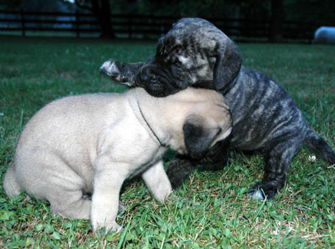 4 weeks old, pictured with Murphy (Fawn Male)