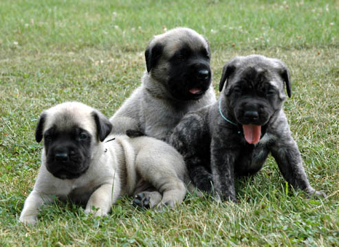 3 weeks old - pictured with Bailey (Brindle Female) and Huff (Fawn Male)