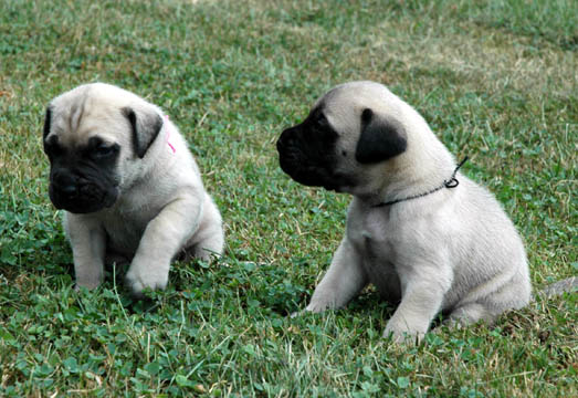 3 weeks old - pictured with Harley (Fawn Female)