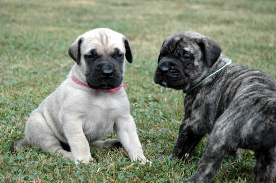 3 weeks old - Pictured with Bailey (Brindle Female)