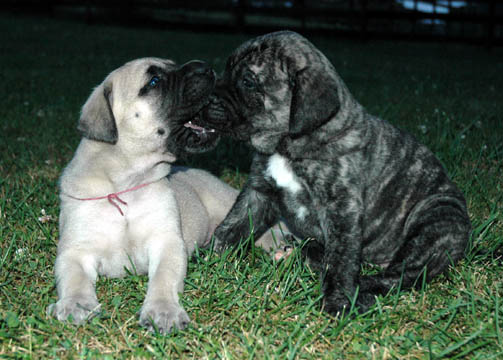 4 weeks old, pictured with Bailey (Brindle Female)
