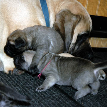 1 week old, pictured with Huff (Fawn Male)