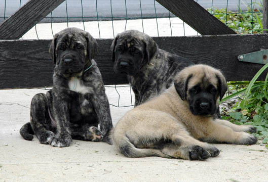5 weeks old - pictured left to right: Bailey (Brindle Female), Apollo (Brindle Male), Huff (Fawn Male)