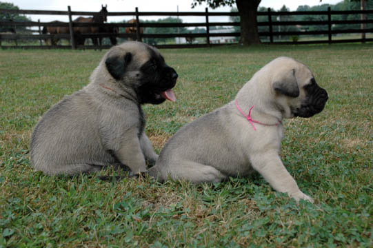 3 weeks old - pictured with Harley (Fawn Female)