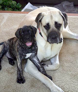 14 weeks old with her sister Ginger at almost 2 years old