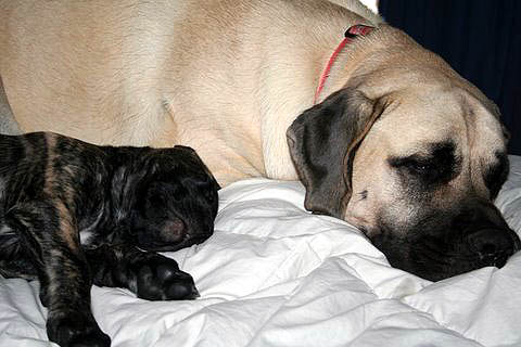 8 weeks old with her sister Ginger at almost 2 years old