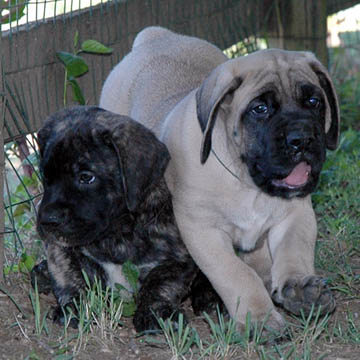 6 weeks old, pictured with Mason (Fawn Male)