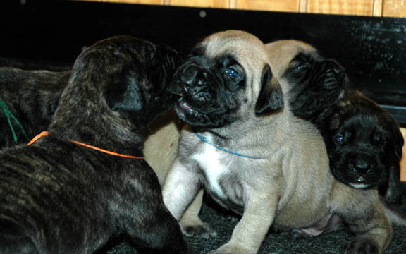 2 weeks old - Pictured with Oscar (Brindle Male)