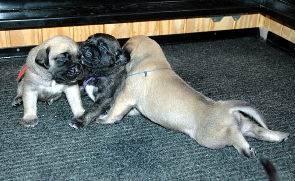 2 weeks old - pictured with Clover (Brindle Female) and Mason (Fawn Male)