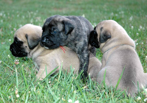 3 weeks old - pictured with Winnie (Fawn Female) and Mason (Fawn Male)