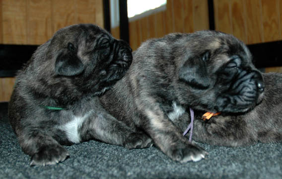 1 week old - D (Brindle Male) on the left, Clover (Brindle Female) on the right