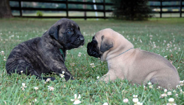 3 weeks old - pictured with Mason (Fawn Male)