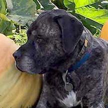 Rocco - Brindle Male American Mastiff