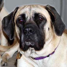 Flynn - Fawn Female American Mastiff