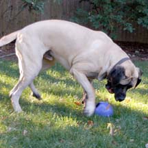 Mason - Fawn Male American Mastiff