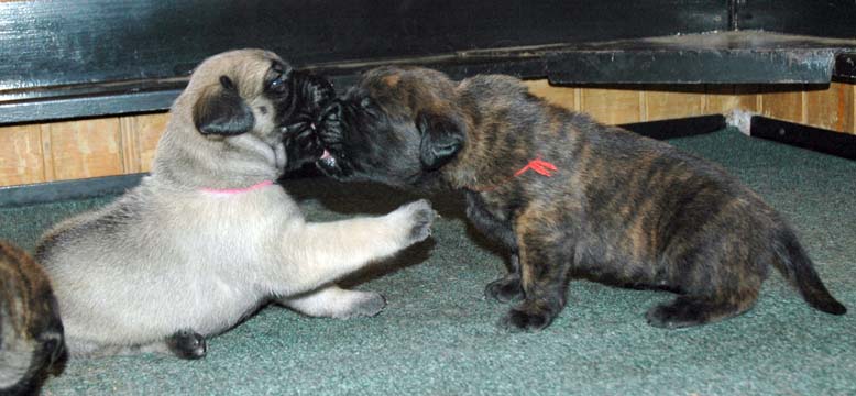 2 weeks old - Pictured with Amber (Apricot Female)