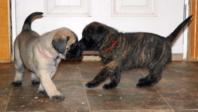 4 weeks old - Pictured with Amber (Apricot Female)