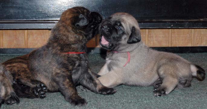 2 weeks old - Pictured with Amber (Apricot Female)