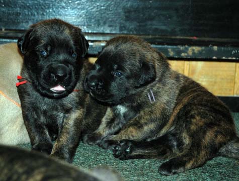 2 weeks old - Pictured with Brandi (Brindle Female) on the left