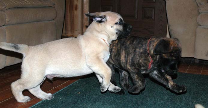 6 weeks old - Pictured with Brandi (Brindle Female)